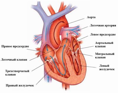 строение сердца и его клапанная система